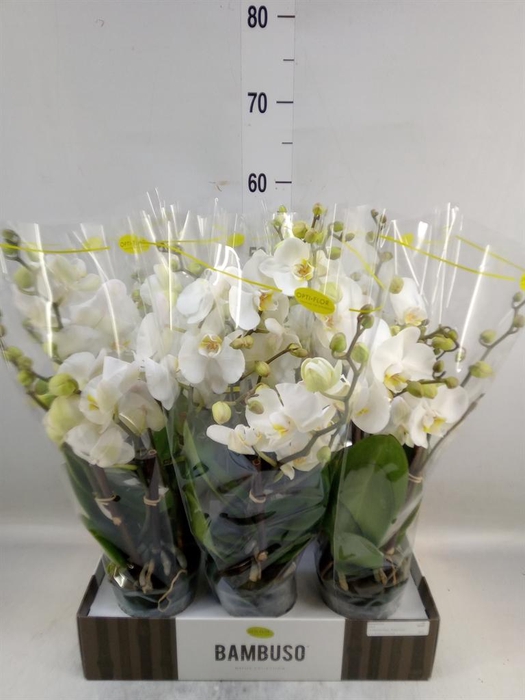 <h4>Phalaenopsis   ...white</h4>