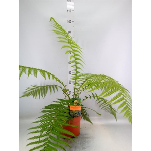 Dicksonia antarctica