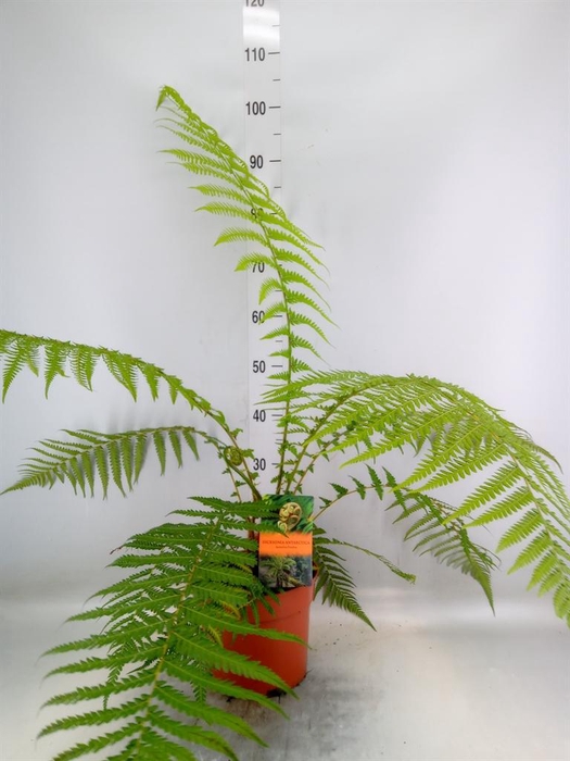 <h4>Dicksonia antarctica</h4>