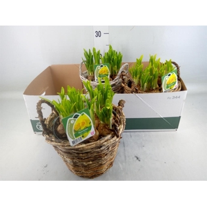 Narcissus  'Tete a tete'