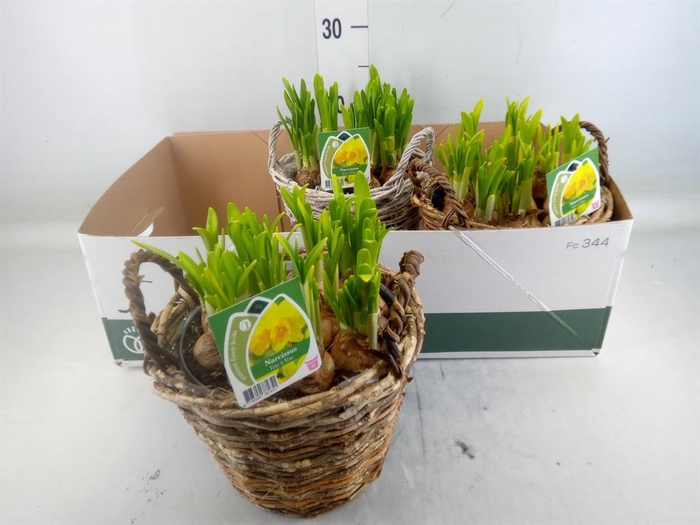 <h4>Narcissus  'Tete a tete'</h4>