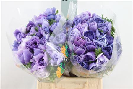 <h4>Anemoon Carillon Blue Double</h4>