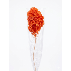 Dried Bleached Hydrangea Tower Red XXL
