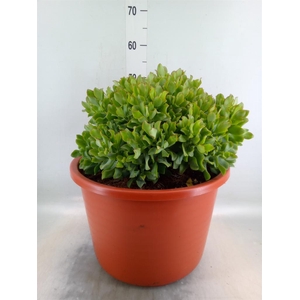 Crassula arborescens