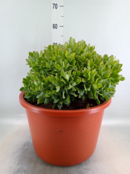 <h4>Crassula arborescens</h4>