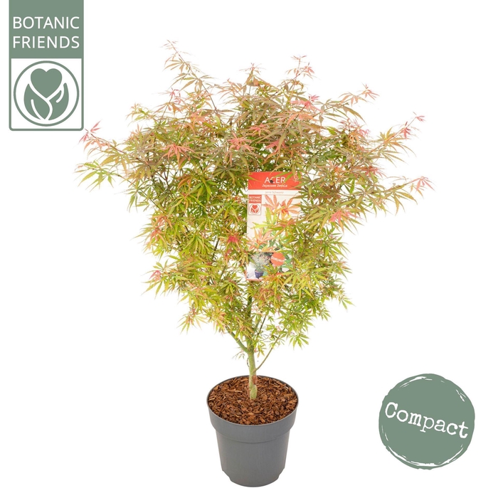 <h4>Acer palmatum</h4>