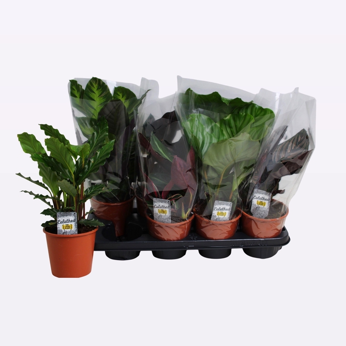 <h4>CALAT GEM 3 SRT</h4>