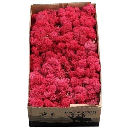 <h4>Ijslandmos (reindeer) Crimson</h4>