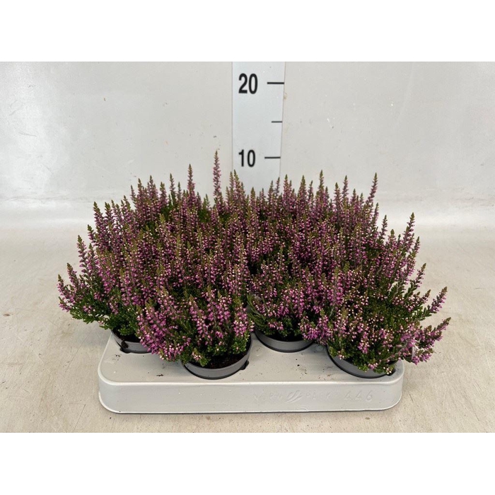 <h4>Calluna vulg. 'Beauty L Renate'</h4>