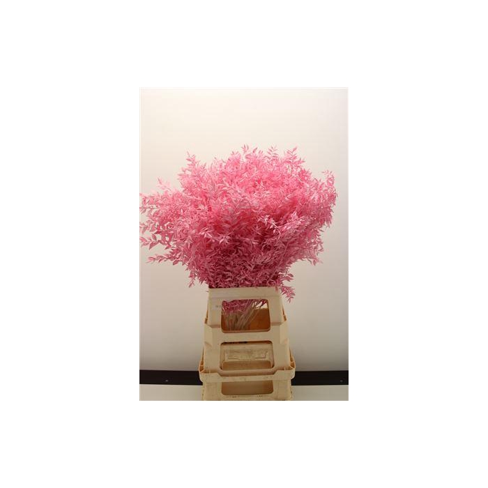 <h4>Dr Ruscus Bleach New Rose</h4>