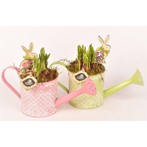 Zink gieter groen/roze 12cm