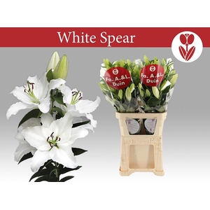 LI OR WHITE SPEAR
