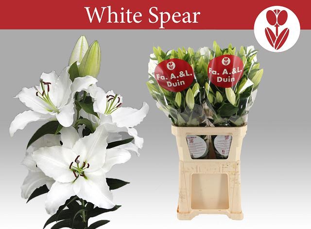 <h4>LI OR WHITE SPEAR</h4>