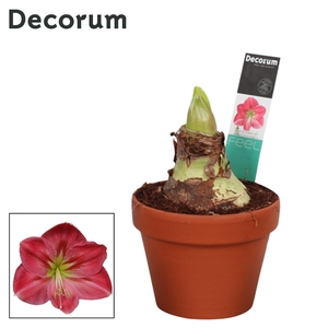 Amaryllis Sweet Pink 2 Knop Terracotta Steen OP (Decorum)