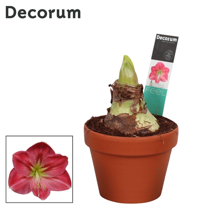 <h4>Amaryllis Sweet Pink 2 Knop Terracotta Steen OP (Decorum)</h4>