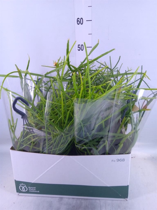 <h4>Rhipsalis   ...mix</h4>
