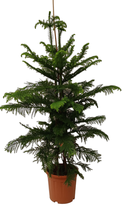 <h4>ARAU HETEROPHYL</h4>