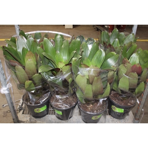 BROMELIA IMPERIAL P27 VERDE/VERMELHO