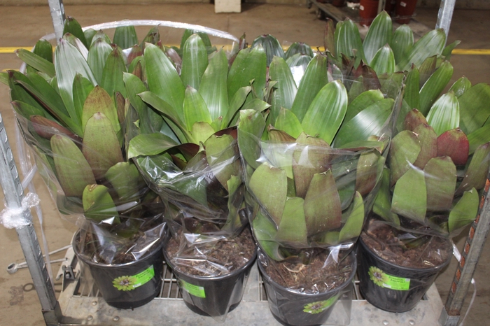<h4>BROMELIA IMPERIAL P27 VERDE/VERMELHO</h4>