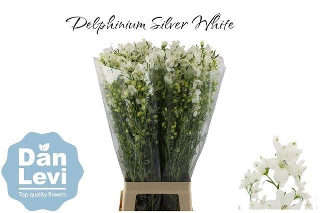 <h4>DELPH EN M SIL WHITE</h4>