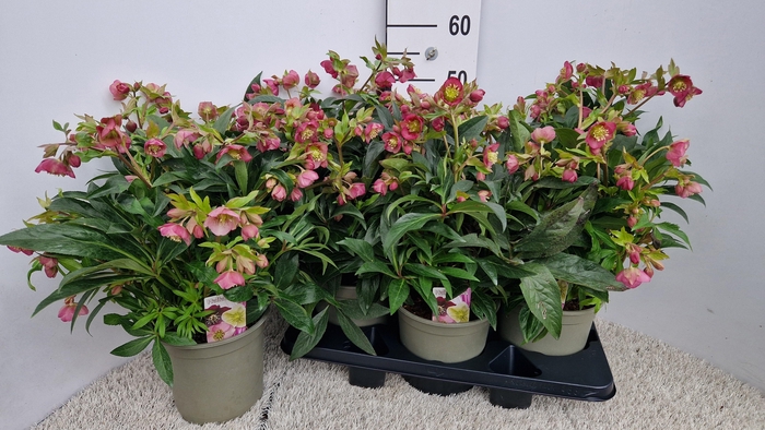 <h4>HELL JWLS DACAYA</h4>