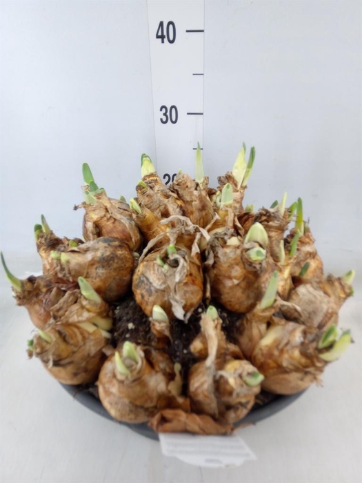 <h4>Narcissus   ...</h4>