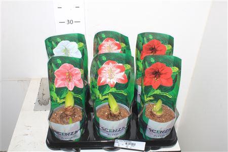 <h4>Hipp Mix 2 Branches</h4>