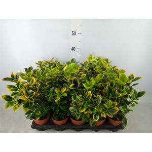 Euonymus japon. 'Aureus'