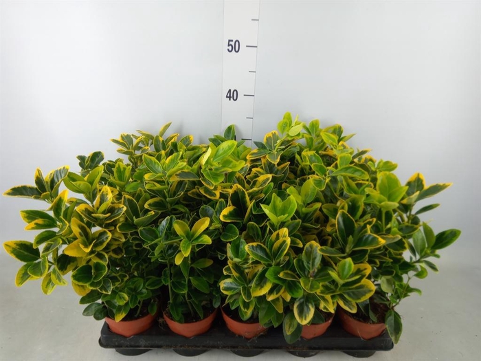 <h4>Euonymus japon. 'Aureus'</h4>