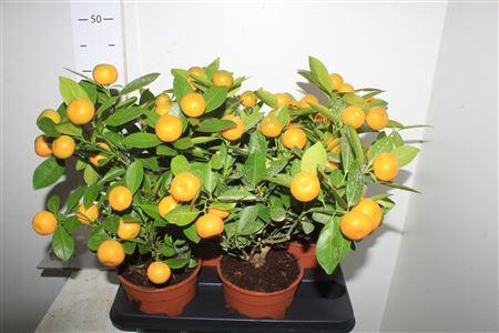 <h4>Citr Microcarpa 12+</h4>