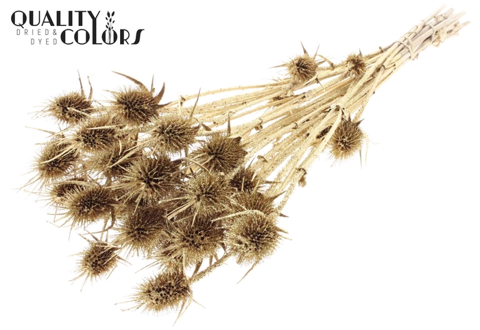 <h4>Droogbloemen   ...bewerkt H%</h4>