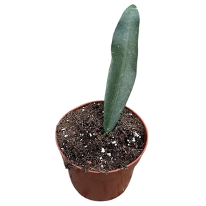 Hoya Meliflua Island