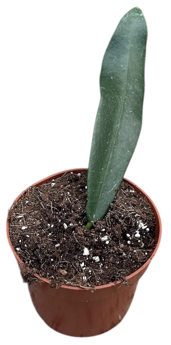 <h4>Hoya Meliflua Island</h4>