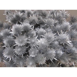 Eryn Magnetar Zilver L60