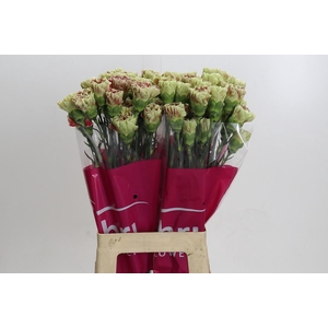 Dianthus St Winecover