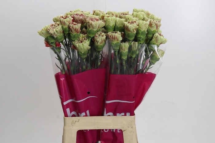 Dianthus St Winecover