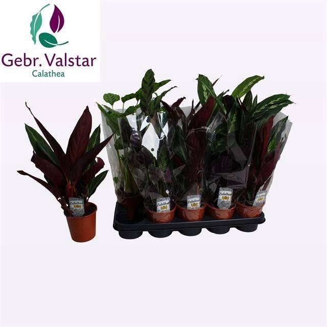 <h4>CALAT GEM 3 SRT</h4>