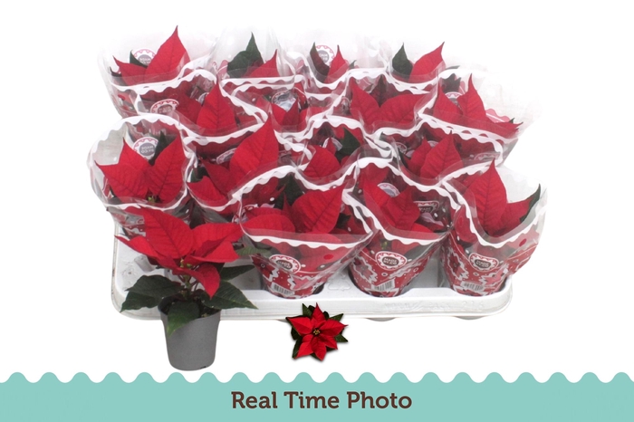 <h4>EUPHOR P CHR F RED</h4>