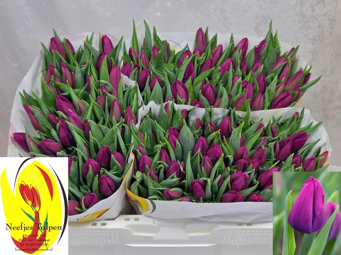 <h4>TU EN PURPLE PRINCE</h4>