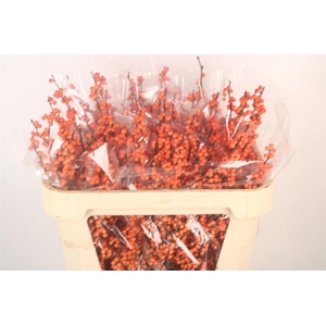 Ilex Verticilata Winter Gold