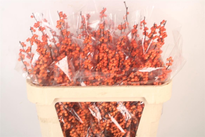 <h4>Ilex Verticilata Winter Gold</h4>