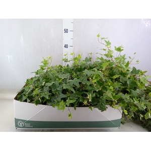 Hedera helix 'Mona Lisa'