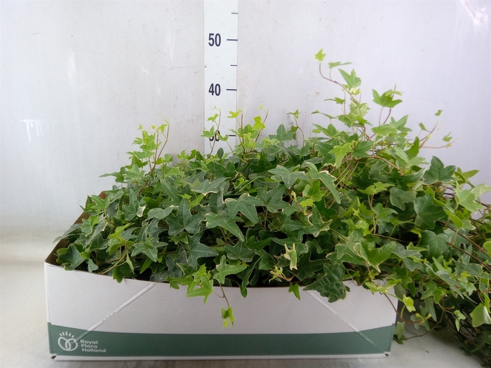 <h4>Hedera helix 'Mona Lisa'</h4>