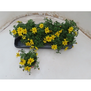 BID YELLOW CHARM