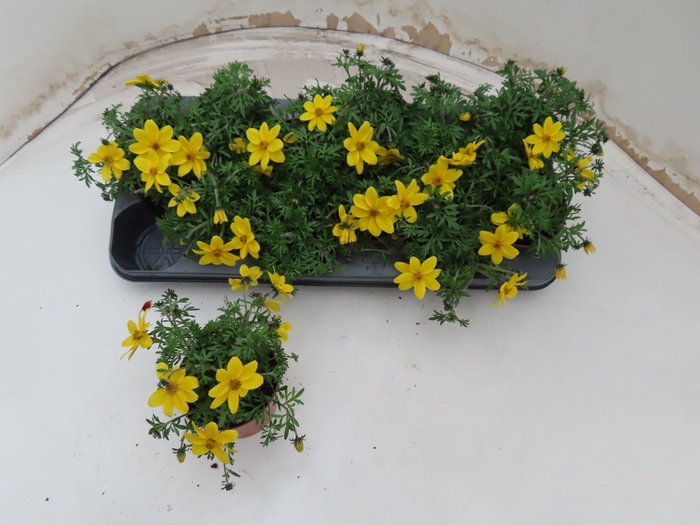 <h4>BID YELLOW CHARM</h4>