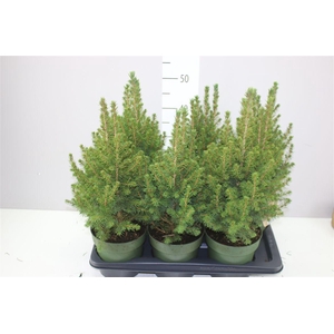 Picea Gl December