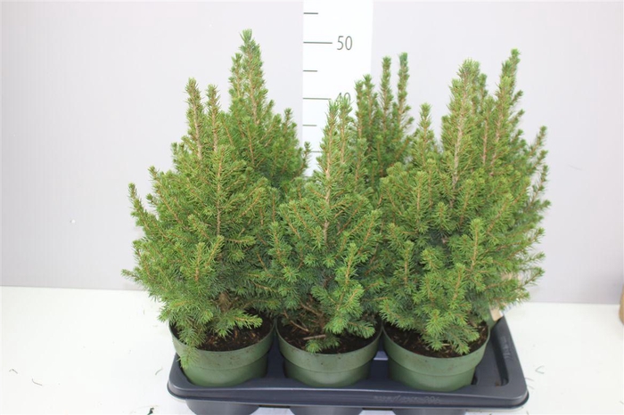 <h4>Picea Gl December</h4>