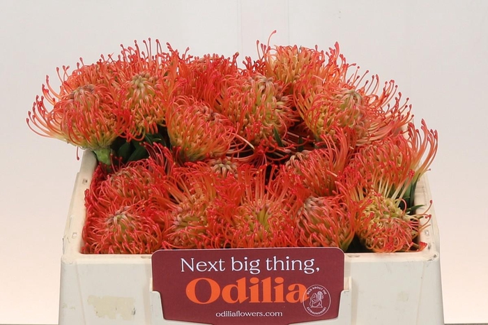 <h4>Nutans Succession</h4>