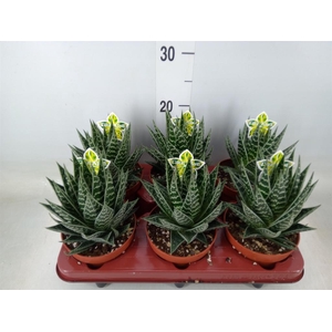 Aloe aristata 'Tiki Tahi'