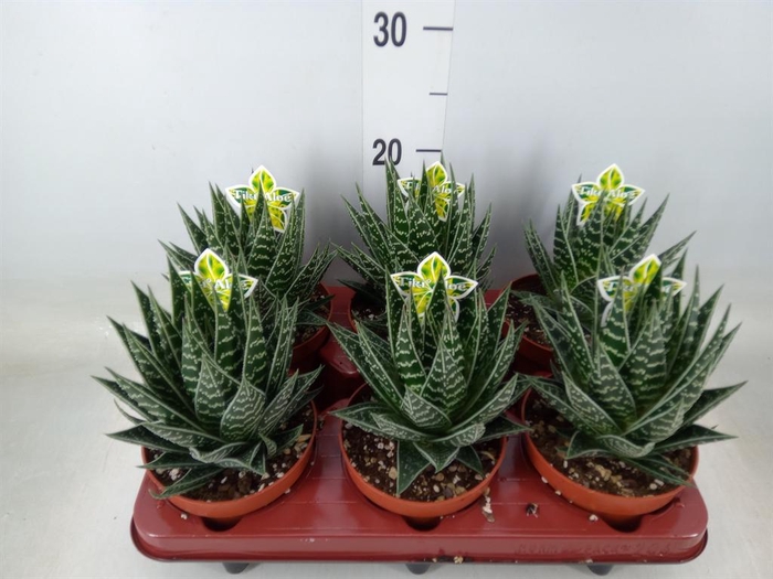 <h4>Aloe aristata 'Tiki Tahi'</h4>